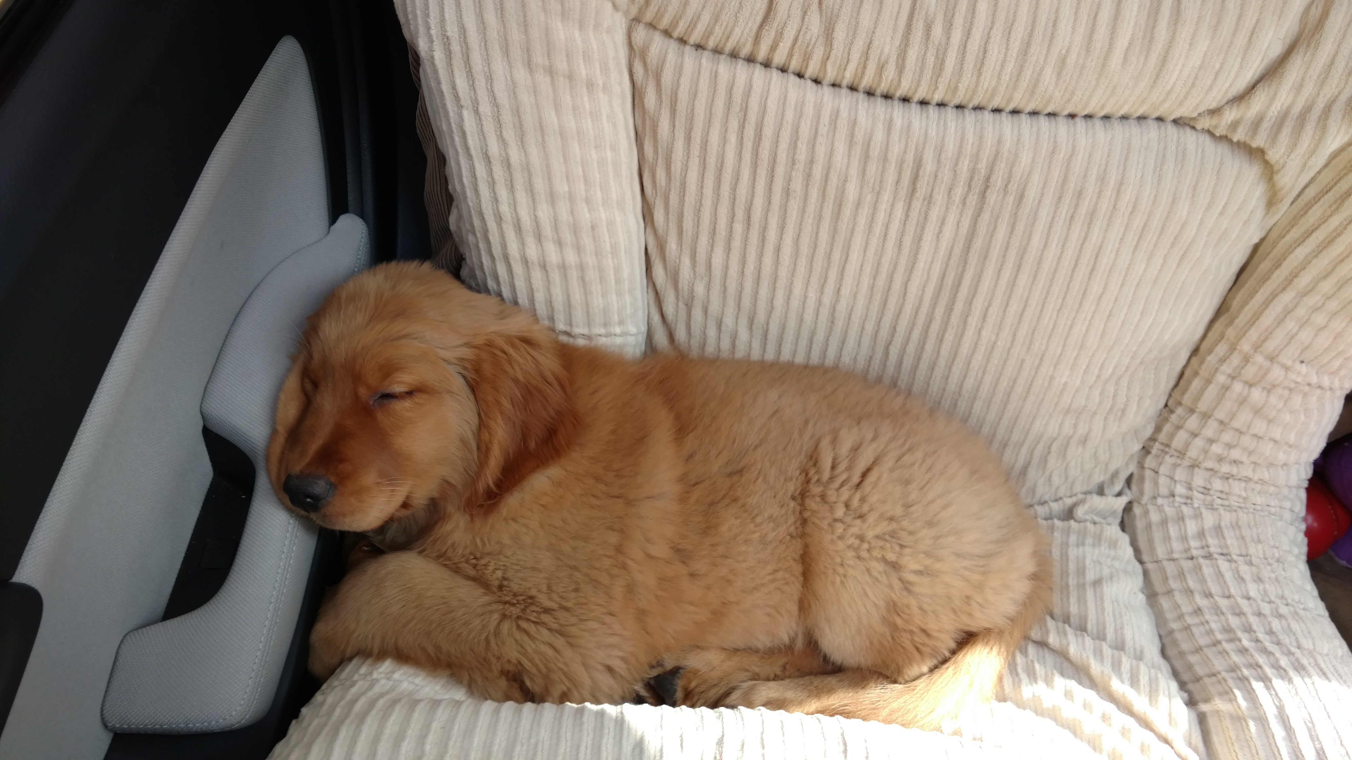 Passed out on the ride home