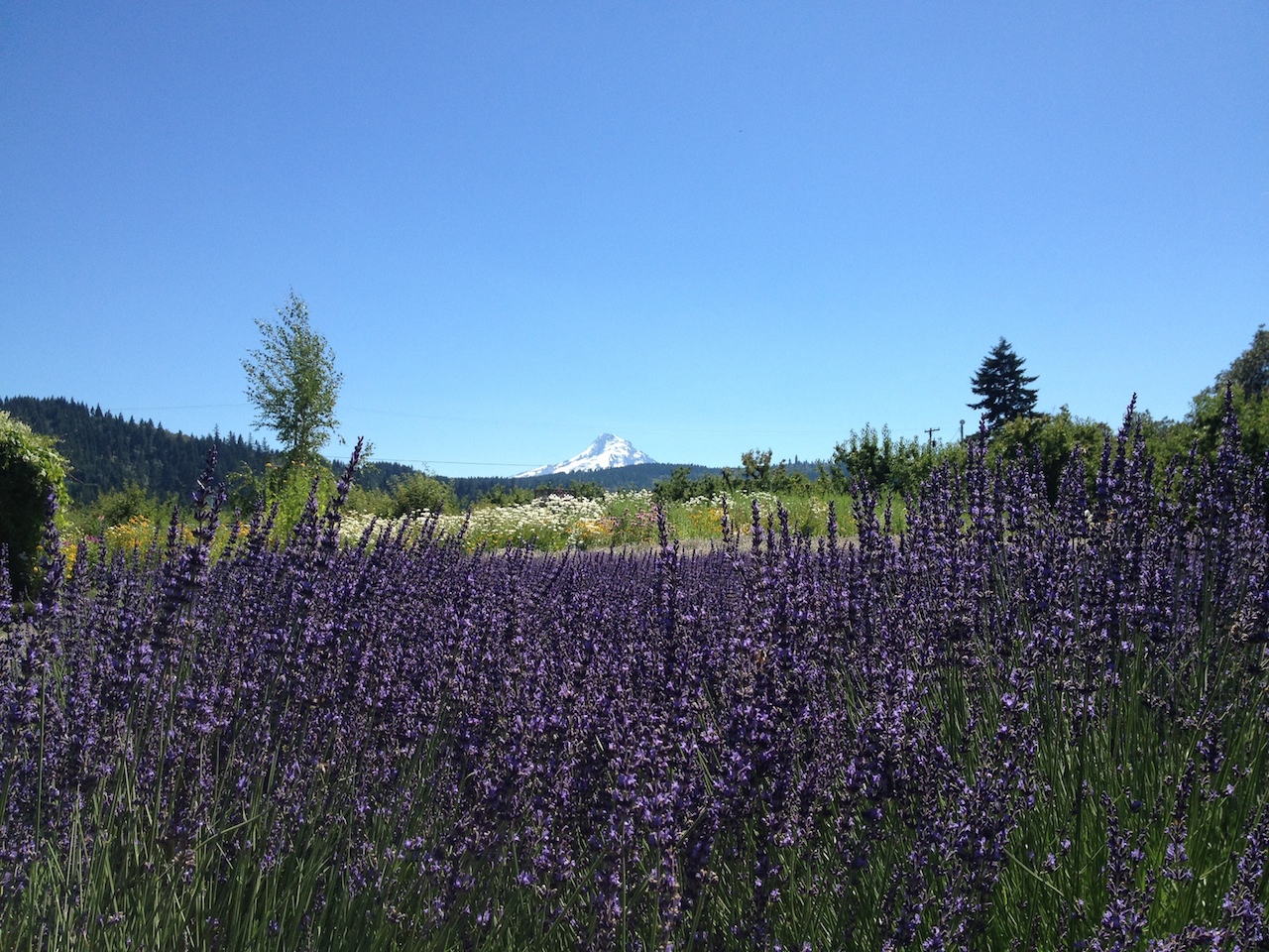 Hood River Lavender